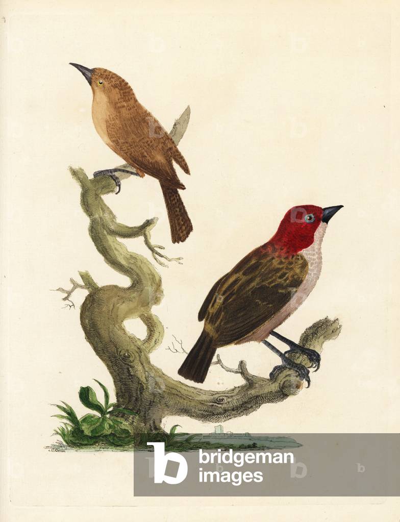 Amadine a tete rouge - Red-headed finch, Amadina erythrocephala (Fringilla erythrocephala) from Mauritius, and unknown brown warbler in the possesion of Marmaduke Tunstall. Handcoloured copperplate engraving by Peter Brown from his New Illustrations of Zoology.