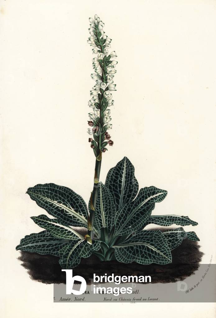 Downy rattlesnake plantain orchid, Goodyera pubescens. Handcoloured lithograph from Louis van Houtte and Charles Lemaire's Flowers of the Gardens and Hothouses of Europe, Flore des Serres et des Jardins de l'Europe, Ghent, Belgium, 1862-65.