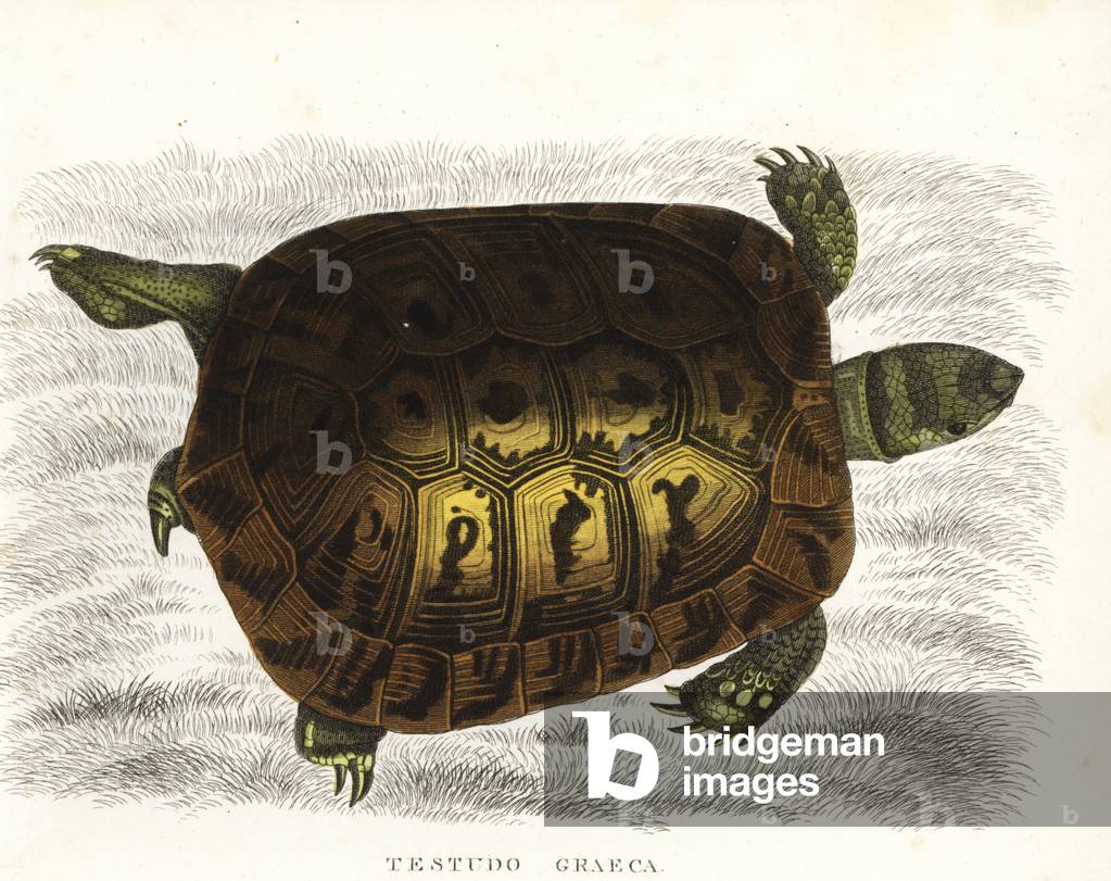 Sur-thighed tortoise or Greek tortoise, Testudo graeca. Vulnerable. Handcoloured lithograph by Gebhart after an illustration by Sandler from Georg Friedrich Treitschke's Gallery of Natural History, Naturhistorischer Bildersaal des Thierreiches, Liepzig-1842.