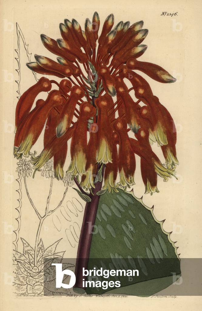 Soap aloe or zebra aloe, Aloe maculata (Largest common soap aloe, Aloe saponaria latifolia)