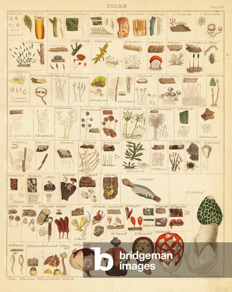 Mushroom and fungi species including stinkhorn (phallale), earthstar (geastrale), puffball (wolf vesse), rust (rust fungus), mold (mold), etc. Lithograph from Lorenz Oken's Universal Natural History, Allgemeine Naturgeschichte fur alle Stande, Stuttgart, 1841.