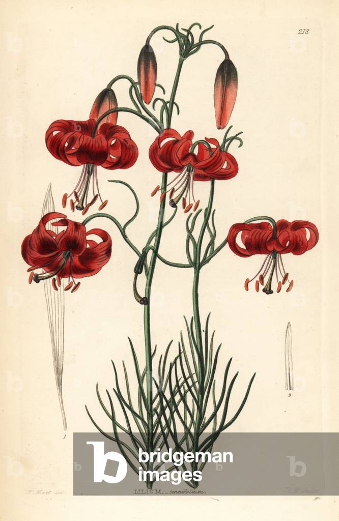Coral lily - Turk's cap Siberian lily, Lilium pumilum (Fine-leaved lily, Lilium tenuifolium). Handcoloured copperplate engraving by Frederick W. Smith after J. Hart from John Lindley and Robert Sweet's Ornamental Flower Garden and Shrubbery, G. Willis, London, 1854.