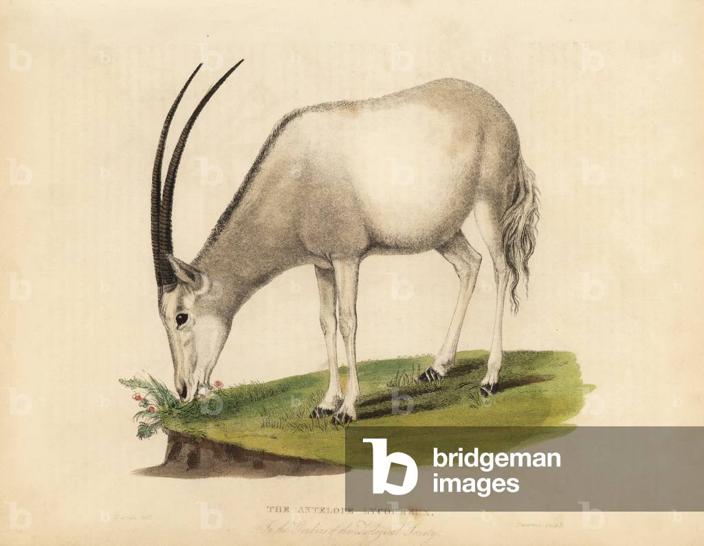 Arabian oryx or white oryx, Oryx leucoryx. Vulnerable.