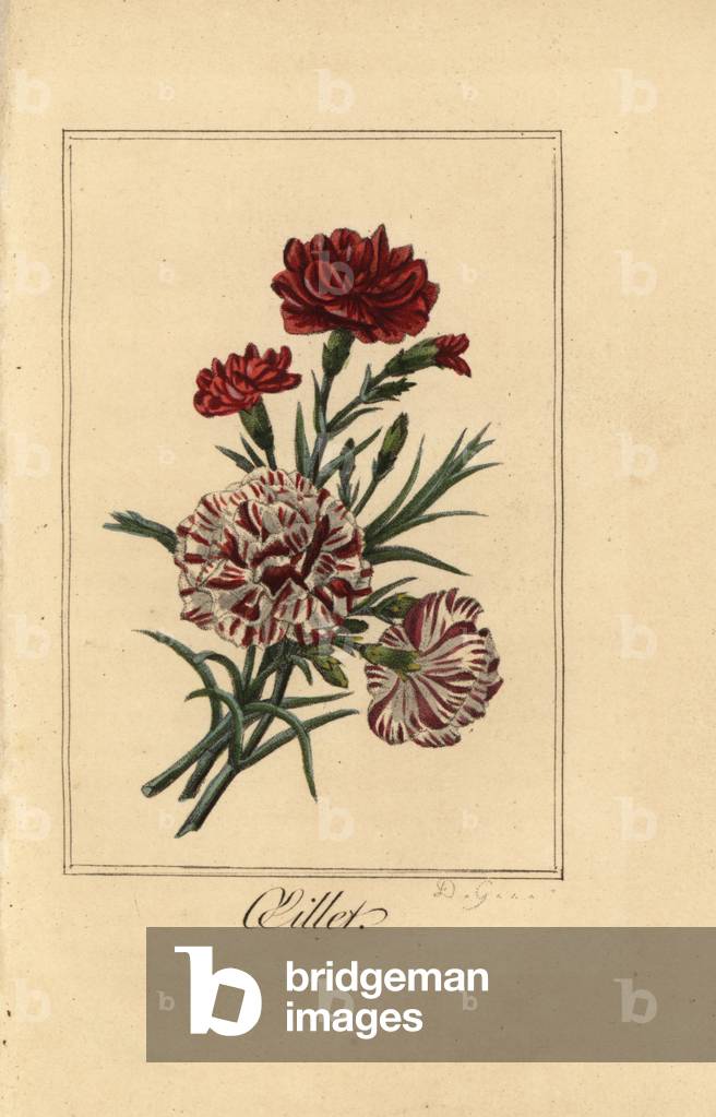 Carnation or clove pink, oillet, Dianthus caryophyllus