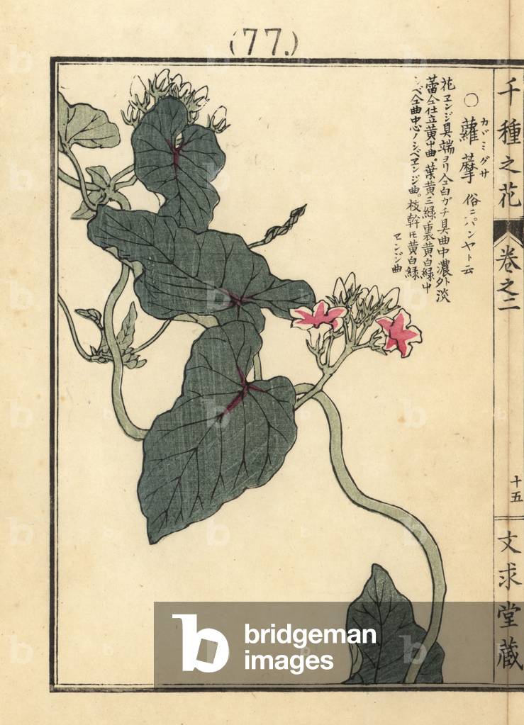 Kagamigusa or Japanese peppervine, Ampelopsis japonica. Handcoloured woodblock print by Kono Bairei from Senshu no Hana (One Thousand Varieties of Flowers), Bunkyudo, Kyoto, 1900.