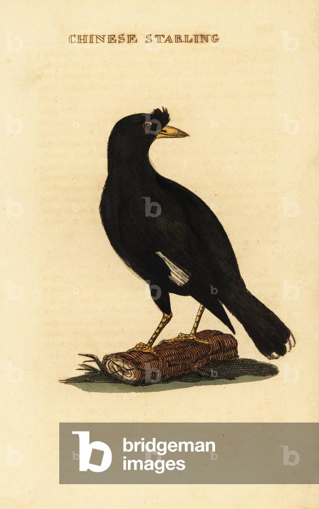Crested myna, Acridotheres cristatellus