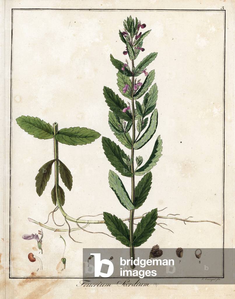 Germandree d'eau - Lithograph by F. Guimpel, extracted from botanique medicale by Friedrich Gottlob Haynes (1763-1832), Berlin, 1822 - Water germander, Teucrium scordium - Handcoloured copperplate by F. Guimpel from Dr. F. G. Hayne's Medical Botany, Berlin, 1822