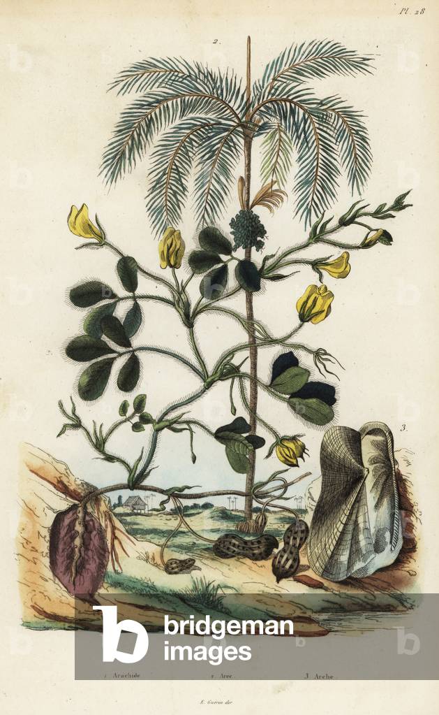 Peanut or groundnut plant, Arachis hypogaea 1, areca nut palm, Areca catechu 2, and bivalve mollusc Arca semi-torta, Trisidos semitorta 3