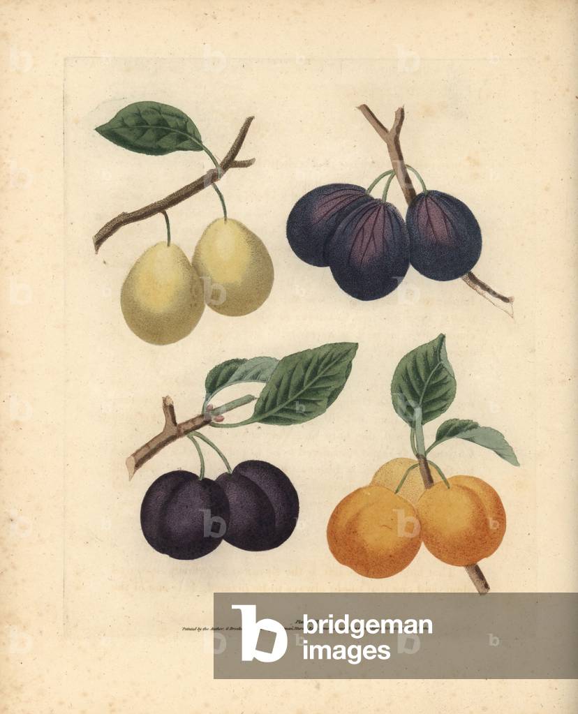 Image of Engraving depicting Plum varieties