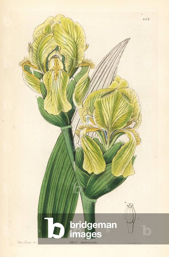 Iris nested - Imbricated flower de luce, Iris imbricata. Handcoloured copperplate engraving by G. Barclay afte