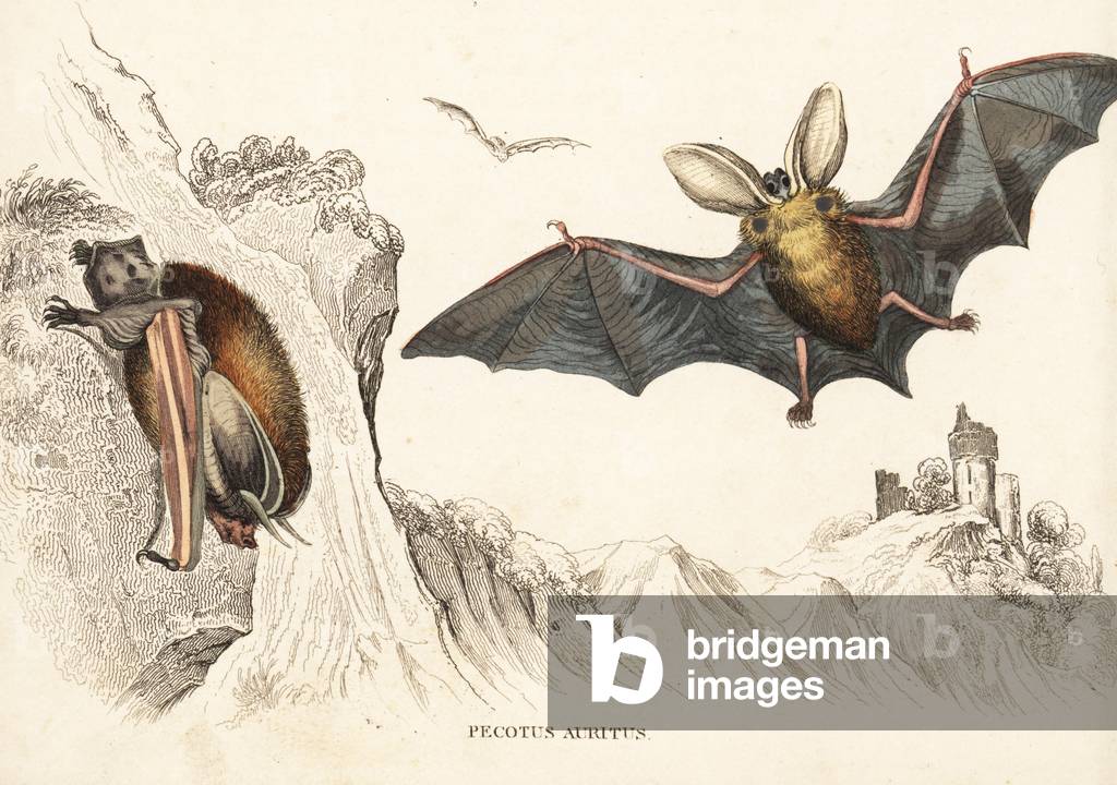 Brown long-eared bat or common long-eared bat. Handcoloured steel engraving from Georg Friedrich Treitschke's Gallery of Natural History, Naturhistorischer Bildersaal des Thierreiches, Liepzig-1842.
