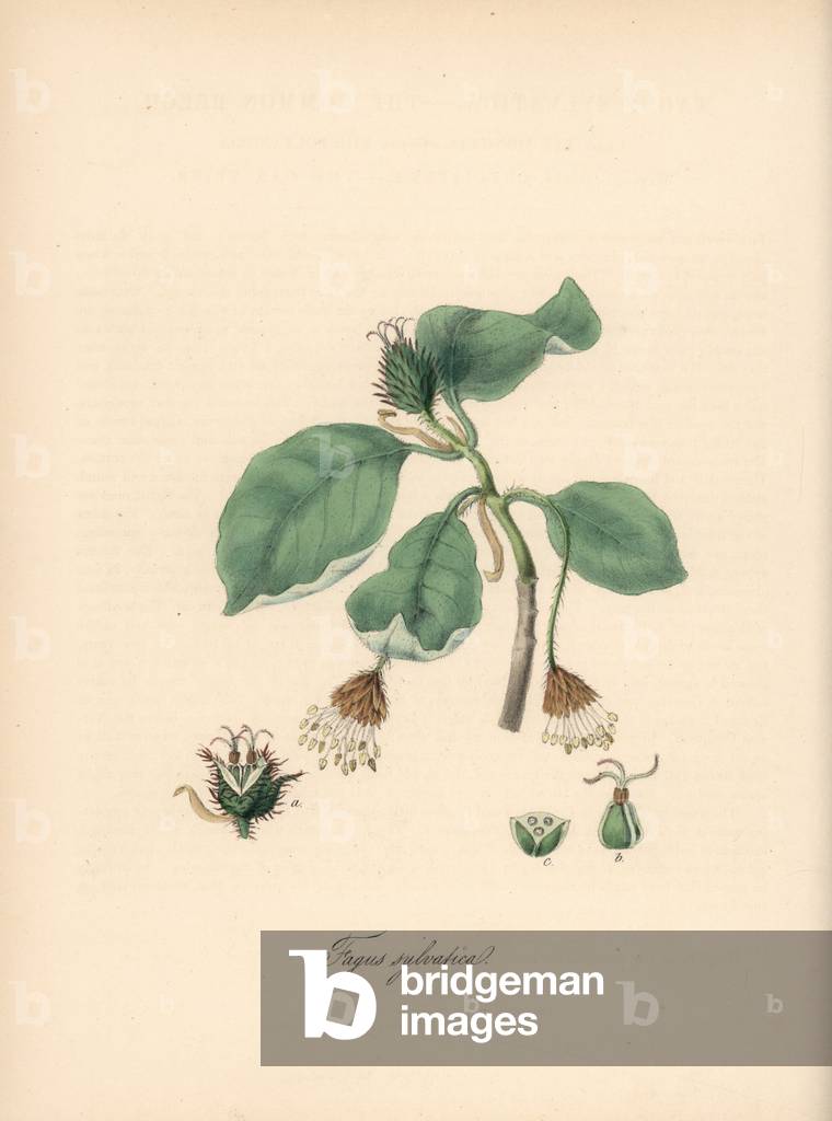 Common beech tree - European beech tree, Fagus sylvatica, with nut cupules. Handcoloured zincograph by C. Chabot drawn by Miss M. A. Burnett from her “” Plantae Utiliores: or Illustrations of Useful Plants,”” Whittaker, London, 1842. Miss Burnett drew the botanical illustrations, but the text was chiefly by her late brother, British botanist Gilbert Thomas Burnett (1800-1835).