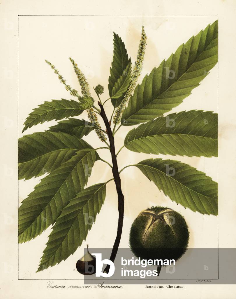 American chestnut, Castanea dentata  Castanea vesca var