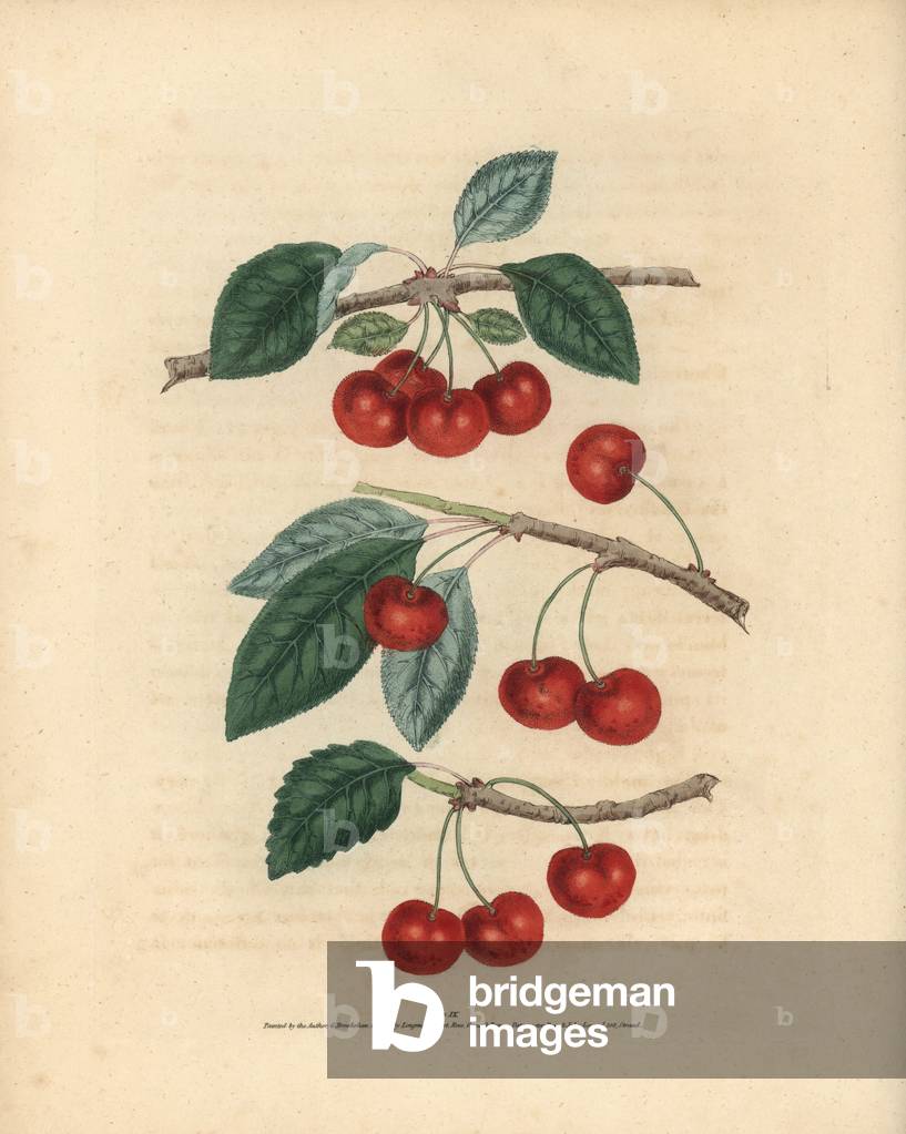Image of Engraving depicting Cherry varieties