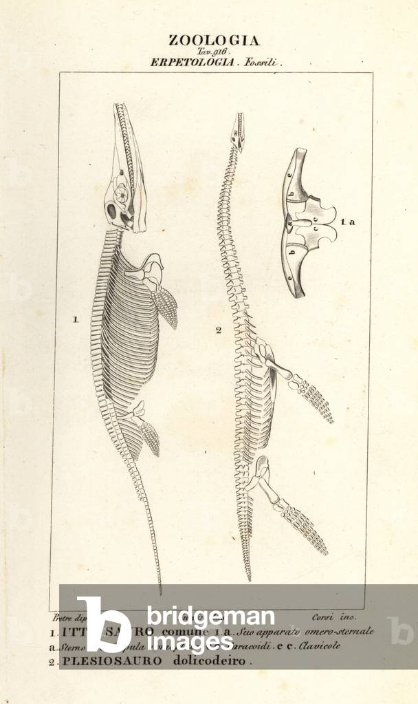 Skeletons of extinct dinosaurs Ichthyosaurus and Plesiosaurus