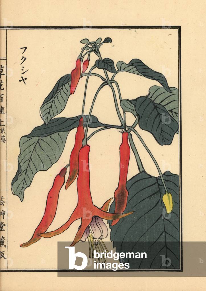 Fukusha or fuchsia, Fuchsia species. Handcoloured woodblock print by Kono Bairei from Kusa Bana Hyakushu (One Hundred Varieties of Flowers), Tokyo, Yamada, 1901.