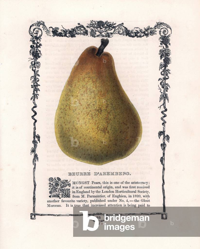 Common pear, Aremberg butter variete. Lithograph by Benjamin Maund (1790-1863) published in The Fruitist, London, England, 1850. Aremberg pear butter, Pyrus communis. Handcoloured glyphograph from Benjamin Maund's “” The Fruitist,”” London, 1850, Groombridge and Sons.