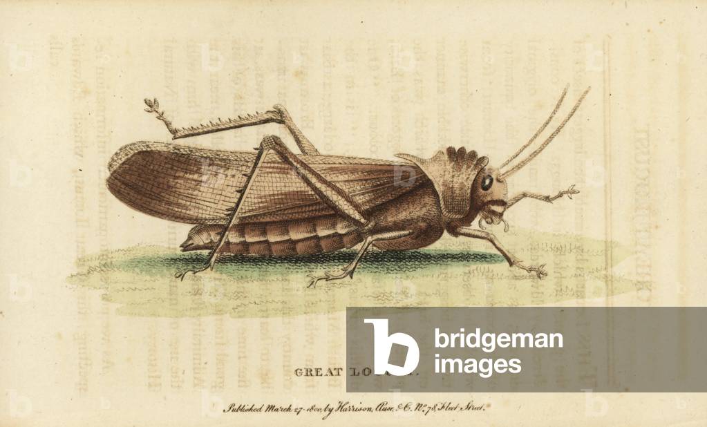 Great locust. Unknown species of locust “” six times the size of the common great brown locust”” (Locustana pardalina). Illustration copied from George Edwards. Handcoloured copperplate engraving from “” The Naturalist's Pocket Magazine,”” Harrison, London, 1799.