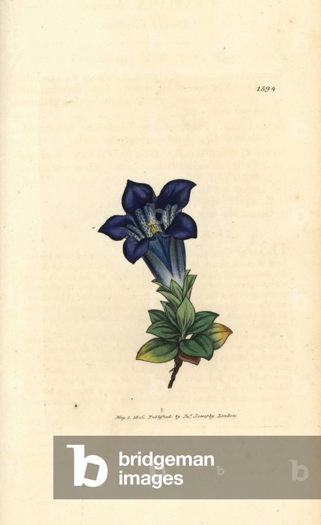 Stemless gentian, Gentiana acaulis (Gentiane de Koch) Handcoloured copperplate engraving after a drawing by James Sowerby for James Smith's English Botany, 1806.