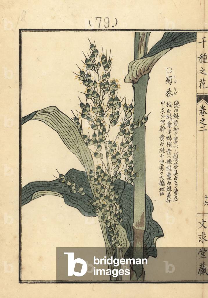 Toukibi or corn, Zea mays. Handcoloured woodblock print by Kono Bairei from Senshu no Hana (One Thousand Varieties of Flowers), Bunkyudo, Kyoto, 1900.