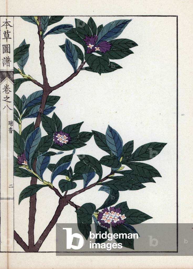Winter Daphne - Japanese print by Kanen Iwasaki (1786-1842), from Honzo Zufu, illustrative guide to medicinal plants, 1884 - Winter daphne, Daphne odora Thunb - Colour printed woodblock engraving by Kan'en Iwasaki, from “” Honzo Zufu””, 1884