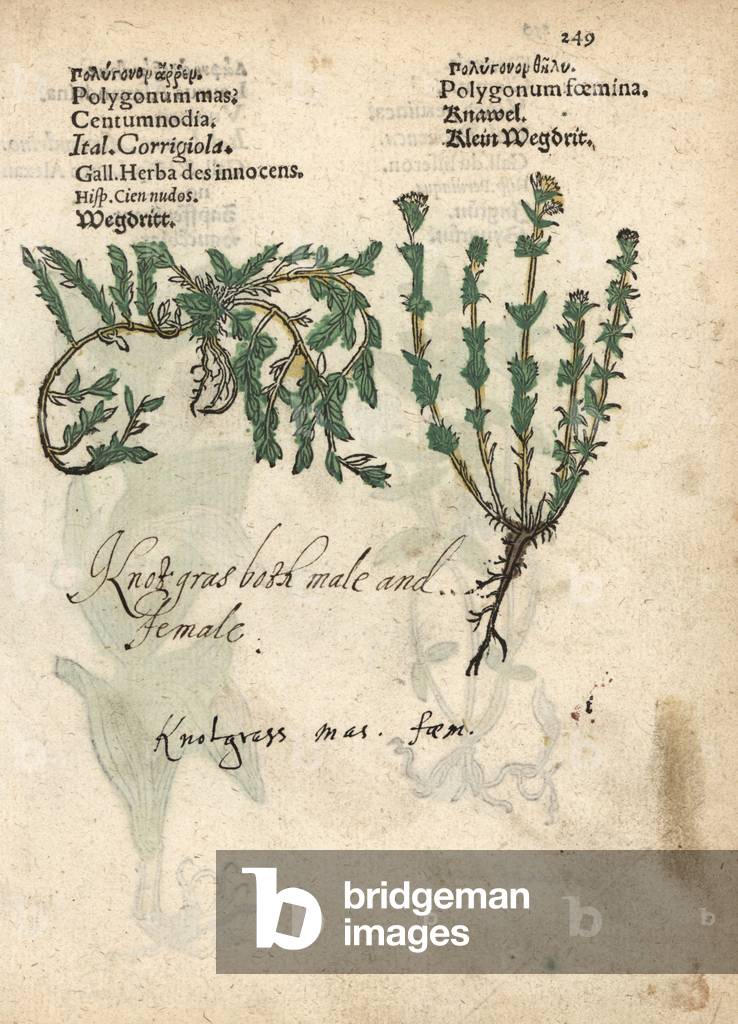 Common knotgrass, Polygonum aviculare. Handcoloured woodblock engraving of a botanical illustration from Adam Lonicer's Krauterbuch, or Herbal, Frankfurt, 1557. This from a 17th century pirate edition or atlas of illustrations only, with captions in Latin, Greek, French, Italian, German, and in English manuscript.