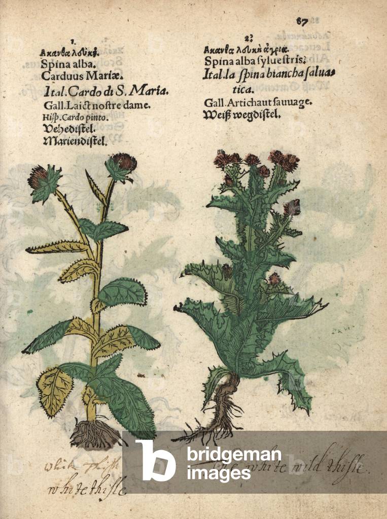 Milk thistle, Silybum marianum, and Scotch thistle, Onopordum acanthium. Handcoloured woodblock engraving of a botanical illustration from Adam Lonicer's Krauterbuch, or Herbal, Frankfurt, 1557. This from a 17th century pirate edition or atlas of illustrations only, with captions in Latin, Greek, French, Italian, German, and in English manuscript.