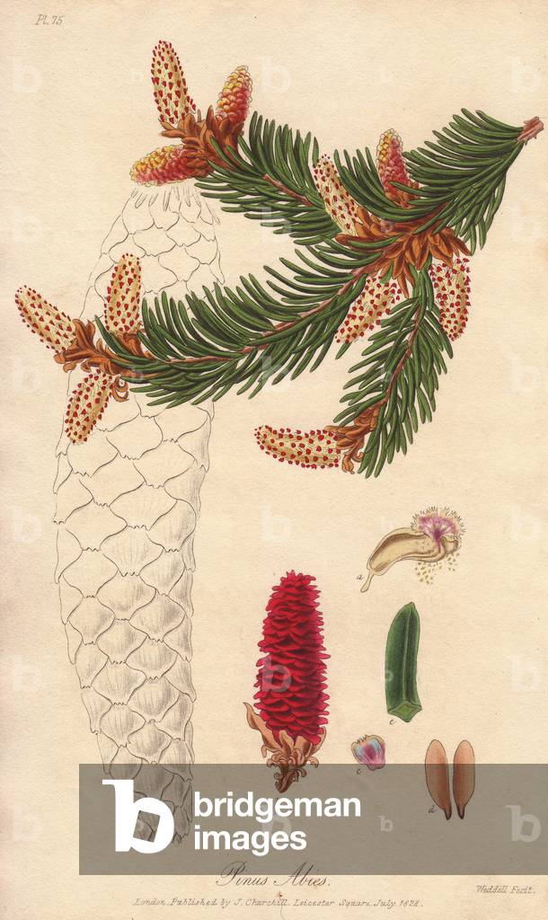 Common Epicea (Pinus abies) - Strong Water by William Clarke to illustrate “” Medical Botanical, Description of the Medicinal Plants of London, Edinburgh and Dublin” by John Stephenson and James Morss Churchill, published in London by John Churchill in 1831