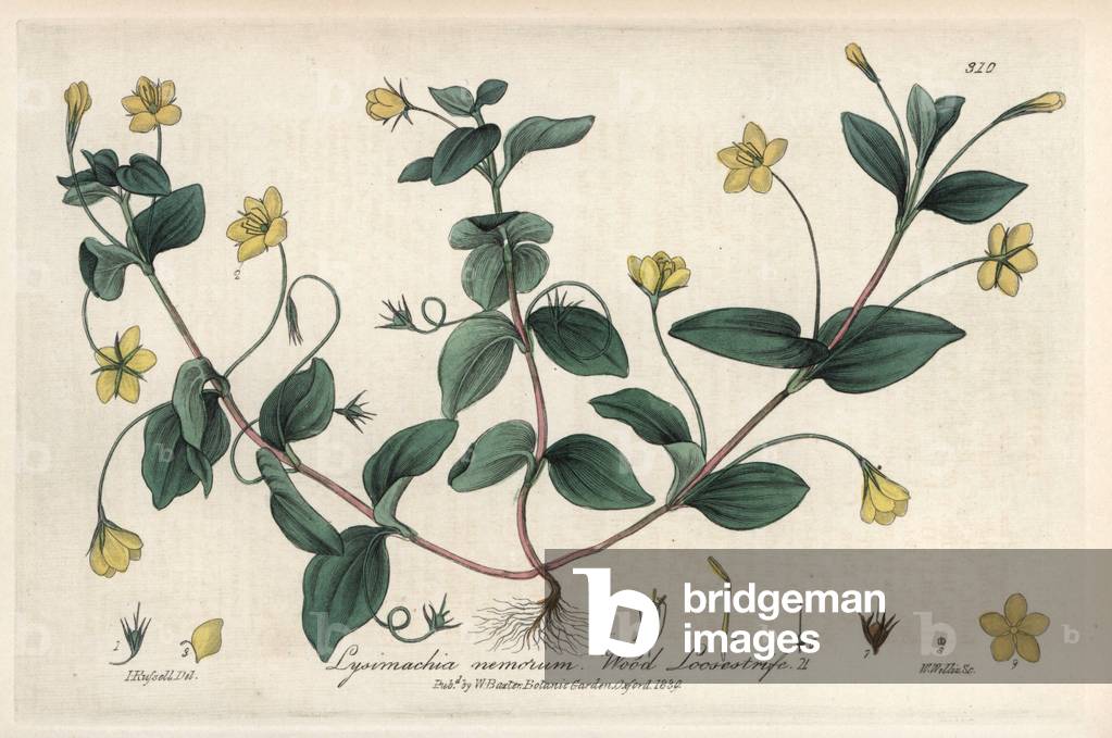 Lysimach of Woods (Lysimachia nemorum) - Botanical Plate by Isaac Russell, engraved by Charles Matthews, taken from “English Botanical Phenomenes” by William Baxter (1788-1871), 1837