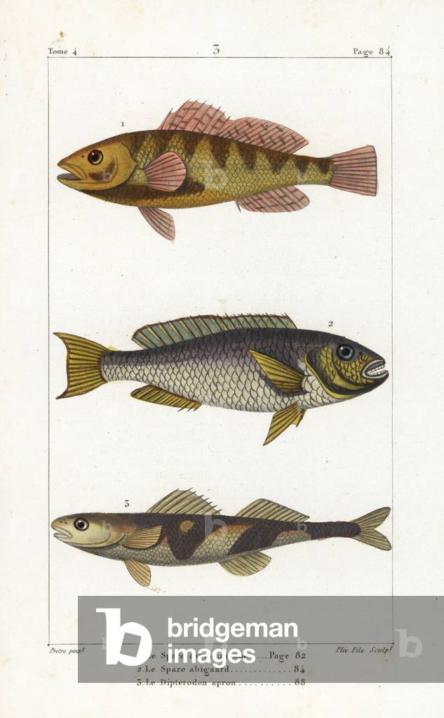 Nassau grouper, Epinephelus striatus (endangered), redtail parrotfish, Sparisoma chrysopterum, and the Rhone apron, Zingel asper (critically endangered). Handcoloured copperplate engraving by Plee Jr. after an illustration by Jean-Gabriel Pretre from Bernard Germain de Lacepede's Natural History of Oviparous Quadrupeds, Snakes, Fish and Cetaceans, Eymery, Paris, 1825.