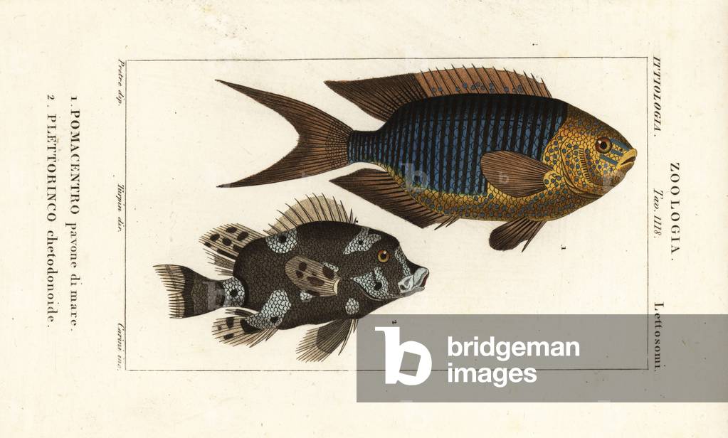 Sapphire damsel, Pomacentrus pavo, pavone di mare 1, and harlequin sweetlips, Plectorhinchus chaetodonoides, Plettorinco chetodonoides 2