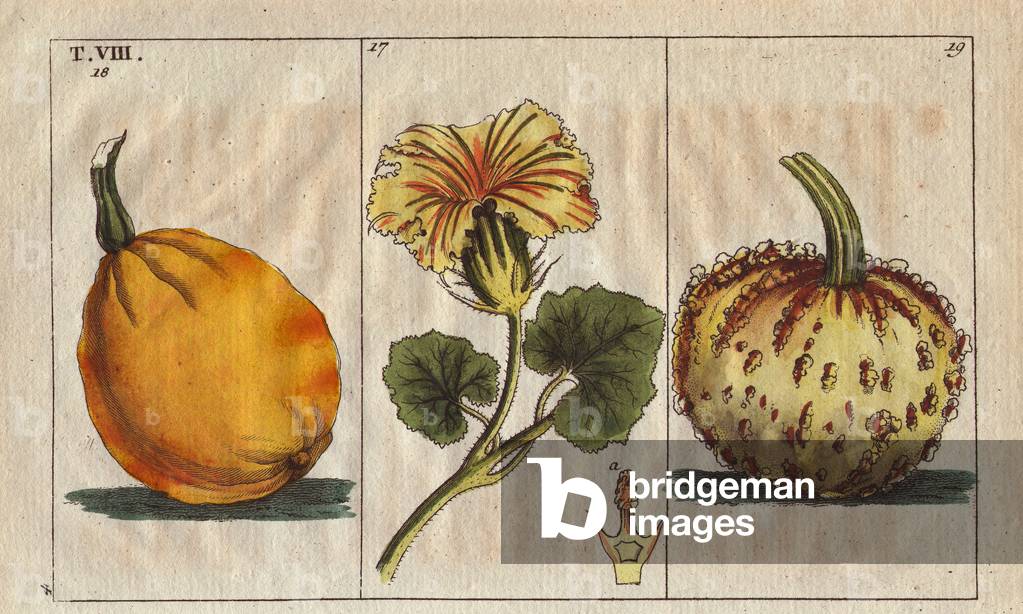 Squash flowers and fruit, Cucurbita pepo, and verrucosa, Cucurbita verrucosa