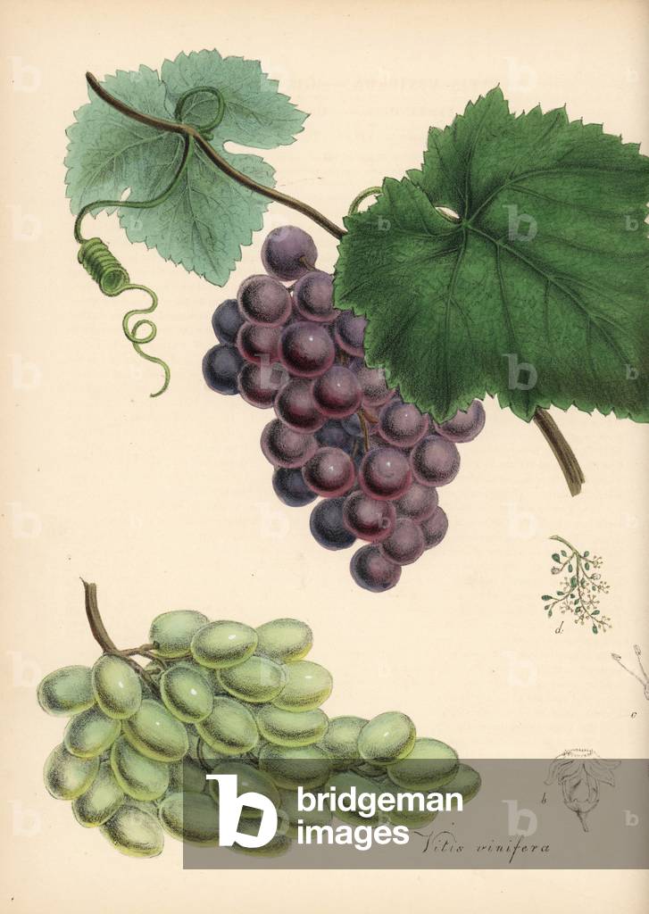 Vigne - Grapes, Vitis vinifera, with vine leaves, tendrils and bunches of white and black grapes. Handcoloured zincograph by Chabots drawn by Miss M. A. Burnett from her “” Plantae Utiliores: or Illustrations of Useful Plants,”” Whittaker, London, 1842. Miss Burnett drew the botanical illustrations, but the text was chiefly by her late brother, British botanist Gilbert Thomas Burnett (1800-1835).