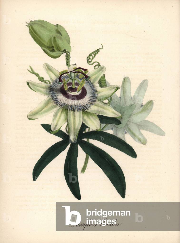 Blue Passiflora - Blue passionflower, Passiflora caerulea, with flower, tendril and unripe passionfruit. Handcoloured zincograph by Chabots drawn by Miss M. A. Burnett from her “” Plantae Utiliores: or Illustrations of Useful Plants,”” Whittaker, London, 1842. Miss Burnett drew the botanical illustrations, but the text was chiefly by her late brother, British botanist Gilbert Thomas Burnett (1800-1835).