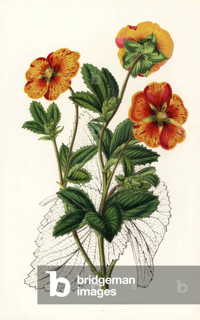 Striped buttercup variety, Potentilla formosa, Potentilla striata formosissima. Handcoloured lithograph from Louis van Houtte and Charles Lemaire's Flowers of the Gardens and Hothouses of Europe, Flore des Serres et des Jardins de l'Europe, Ghent, Belgium, 1851.