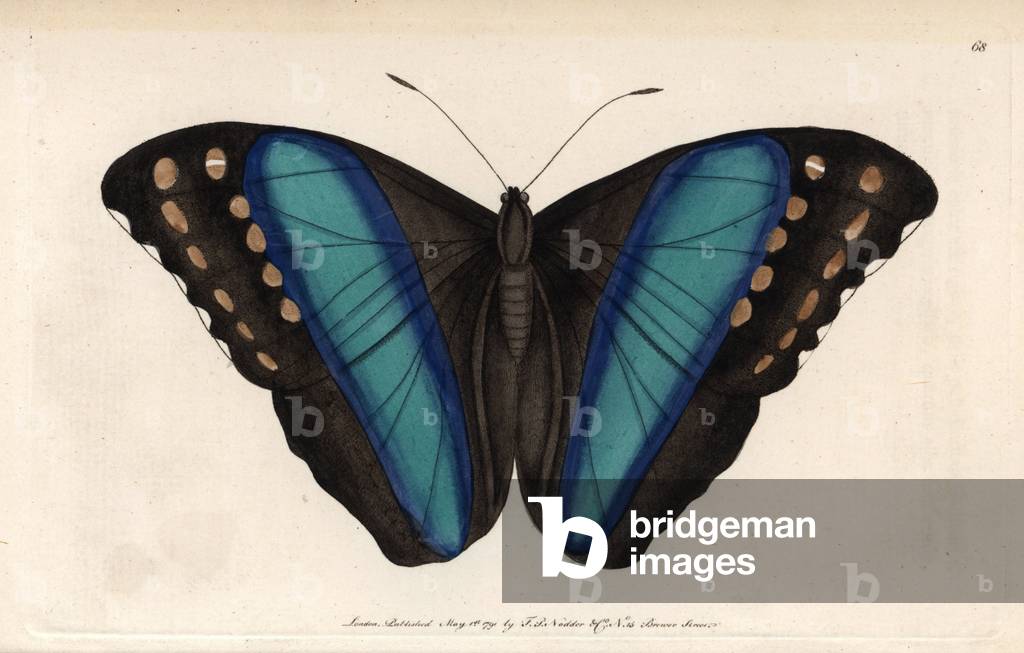 Butterfly Morpho Achilles. Copper engraving by Frederick Polydor Nodder (1751-1801), for the naturalist collection, published in 1790 by George Shaw. Achilles morpho or Great blue banded butterfly. Morpho achilles (Papilio achilles). Handcolored copperplate engraving, by Frederick Polydor Nodder (1751-1801), artist and engraver, from George Shaw's “” Naturalist's Miscellany”” (1790).