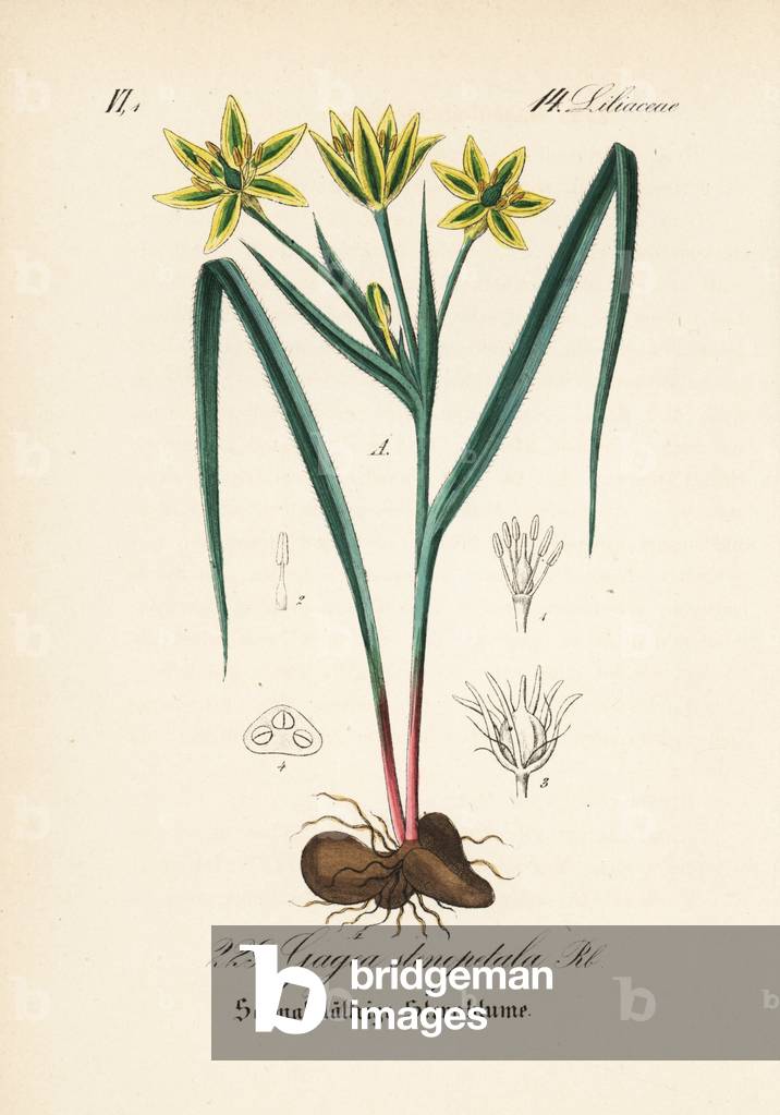 Gagee des pres - Gagea pratensis (Gagea stenopetala). Handcoloured lithograph from Diederich von Schlechtendal's German Flora (Flora von Deutschland), Jena, 1871.