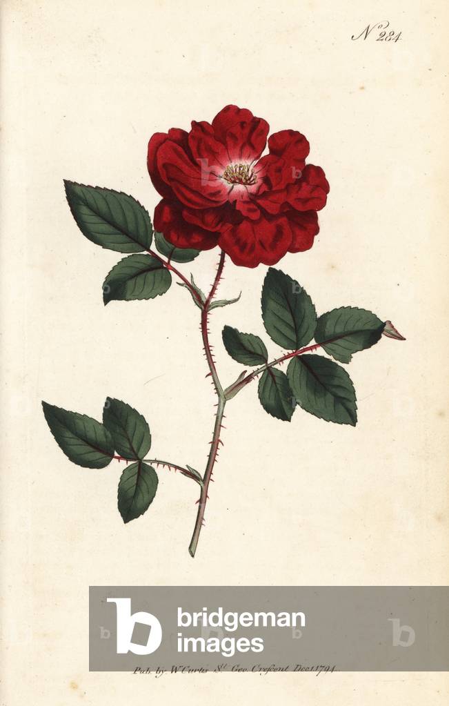 Rose de Chine - Ever-blowing rose, Rosa chinensis var. semperflorens (Rosa semperflorens). Handcoloured copperplate engraving from William Curtis' Botanical Magazine, London, 1794.