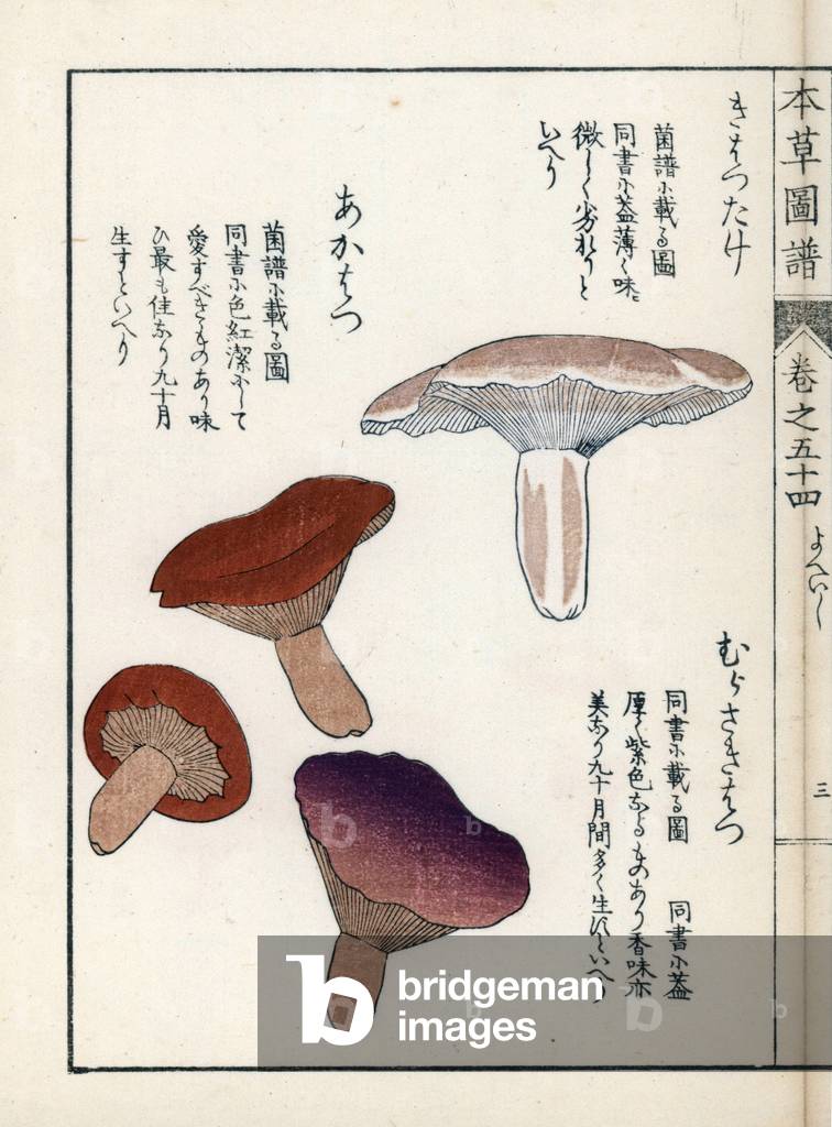 Mushrooms: varieties of milk (Lactarius flavidulus and akahatsu) - Japanese print by Kanen Iwasaki (1786-1842), from Honzo Zufu, illustrative guide to medicinal plants, 1916 - Kihatsudake, purple murasakihatsu and red akahatsu mushrooms, Lactarius akahatsu Tanaka - Colour printed woodblock engraving by Kan'en Iwasaki, from “” Honzo Zufu””, 1916