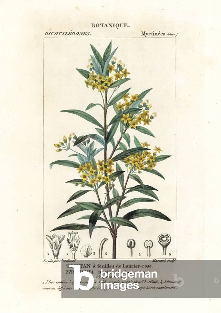 Water gum, Tristania neriifolia