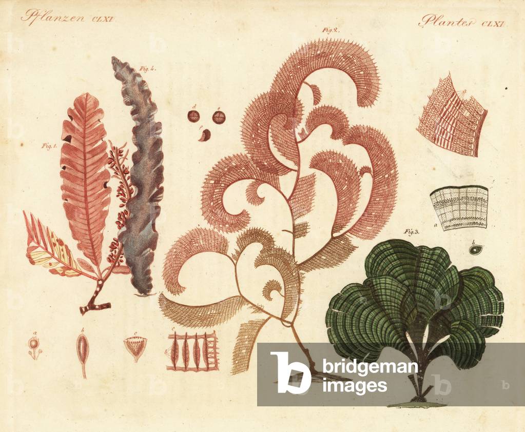 Delesseria sanguinea, Claudea elegans, Padina pavonica, and Porphyra purpurea. Handcoloured copperplate engraving after from Friedrich Johann Bertuch's Bilderbuch fur Kinder (Picture Book for Children), Weimar, 1823.