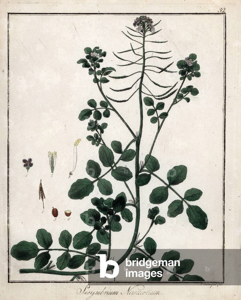 Fountain watercress or watercress - Lithography by F. Guimpel, extracted from medical botany by Friedrich Gottlob Haynes (1763-1832), Berlin, 1822 - Watercress, Nasturtium officinale - Handcoloured copperplate by F. Guimpel from Dr. F. G. Hayne's Medical Botany, Berlin, 1822