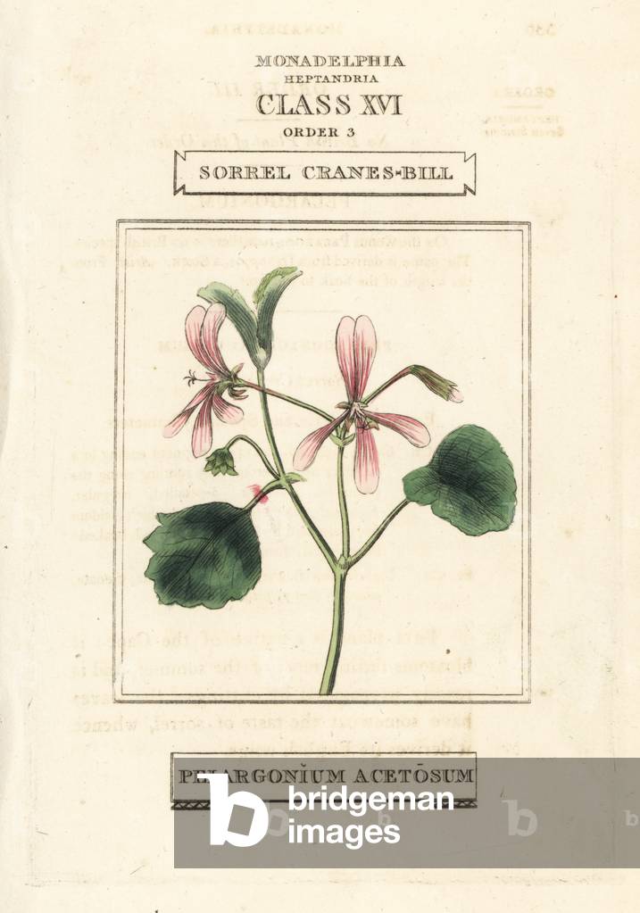 Sorrel cranes-bill, Pelargonium acetosum. Handcoloured copperplate engraving after an illustration by Richard Duppa from his The Clours and Orders of the Linnaean System of Botany, Longman, Hurst, London, 1816.