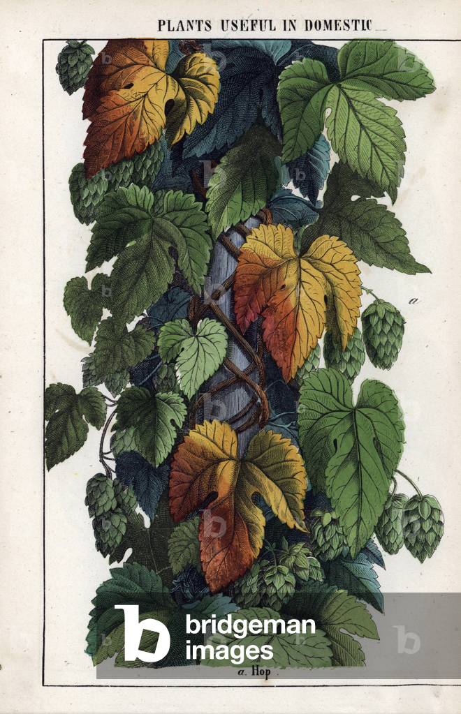 Hops with green fruits. Chromolithographie in “” Recueil d'images instructives ou lecons du monde vegetal””, by Charlotte Mary Yonge (1823-1901), published in Edinburgh (Scotland) in 1858.