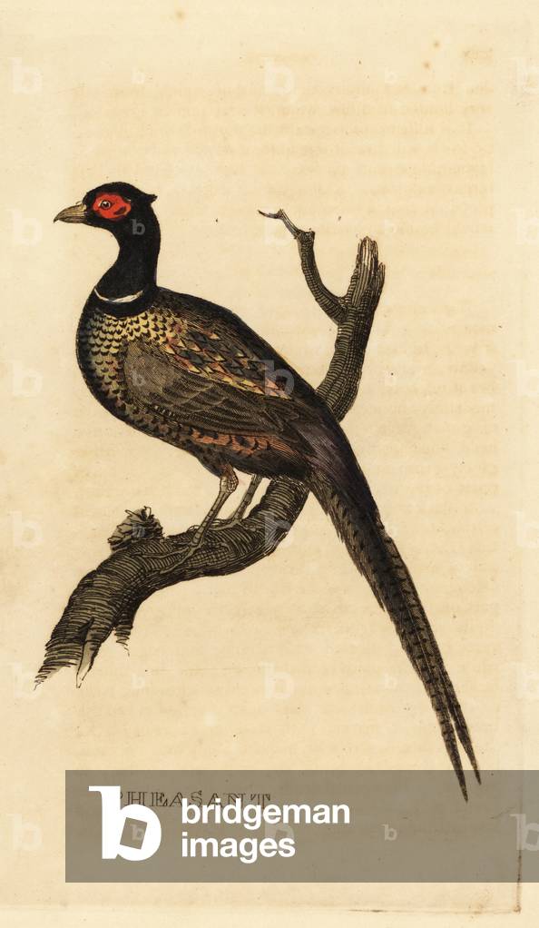 Common pheasant, Phasianus colchicus