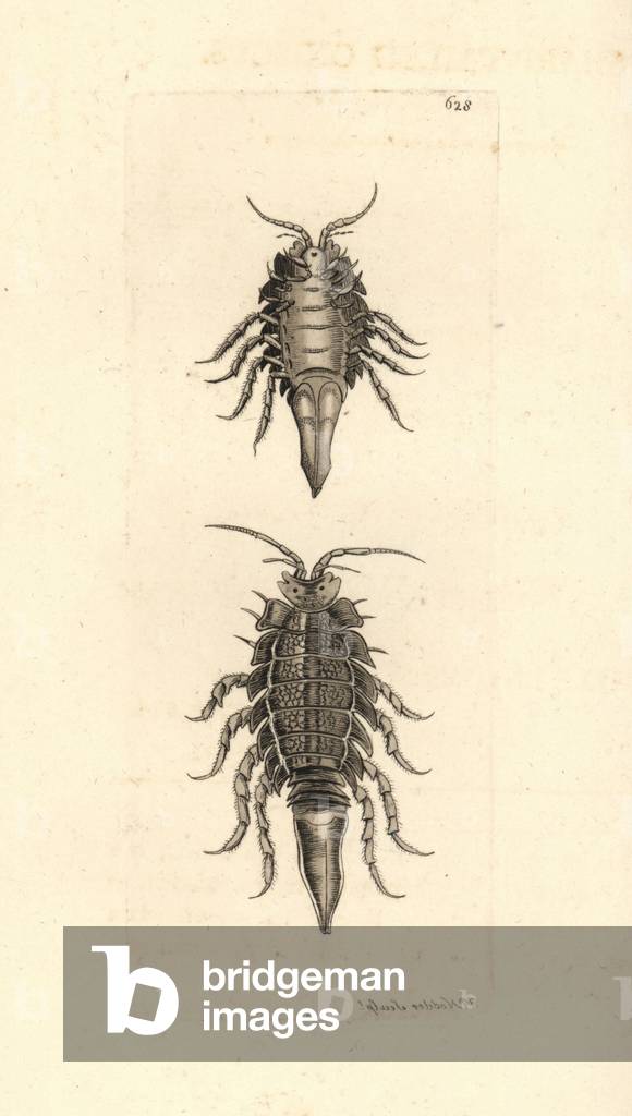 Saduria entomon (Sharp-tailed oniscus, Oniscus entomon). Illustration drawn and engraved by Richard Polydore Nodder. Handcoloured copperplate engraving from George Shaw and Frederick Nodder's The Naturalist's Miscellany, London, 1804.
