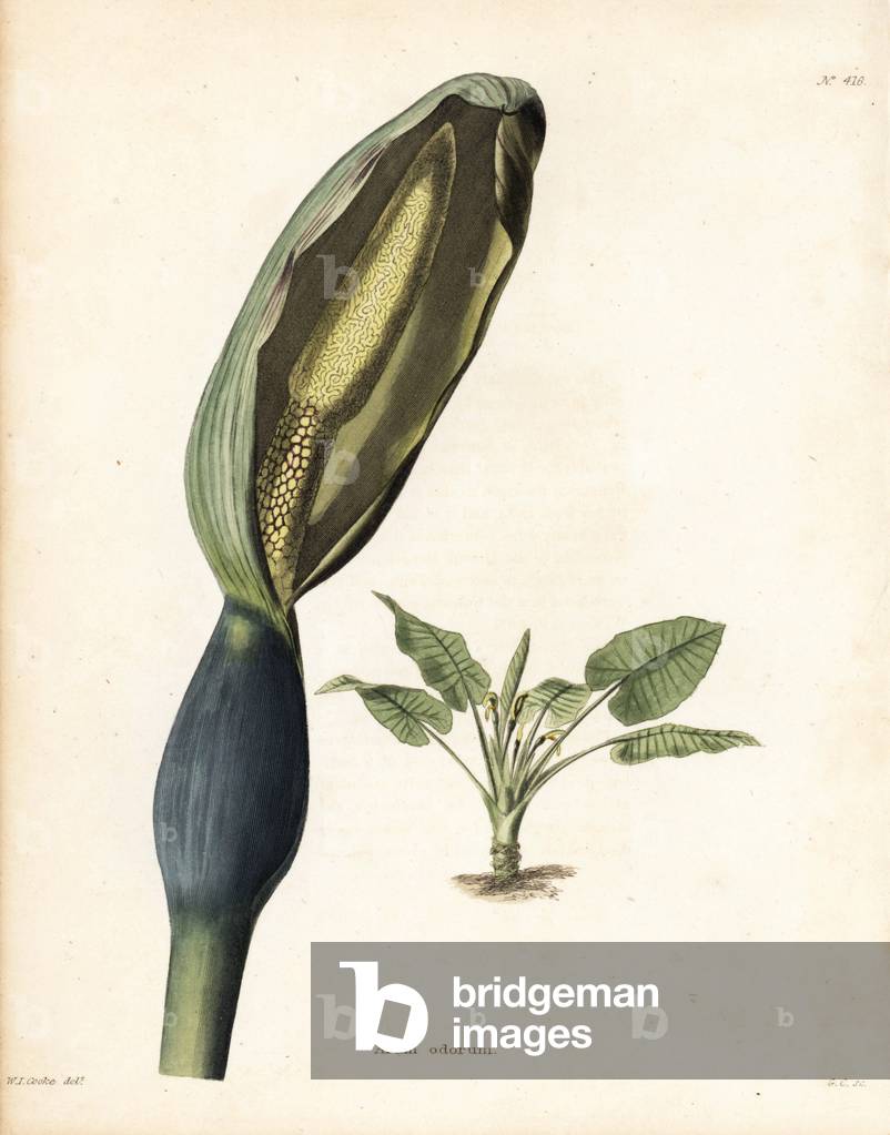 Variete d'arum, Elephant's Ear - Lithography by George Cooke from a drawing by W - I - Cooke, for the British magazine Botanical Cabinet by Conrad Loddiges (1738-1826), 1810 - Night-scented lily, Alocasia odora - Handcoloured copperplate engraving by George Cooke from an illustration by W - I - Cooke from Conrad Lodgestedgested Botanical Cabinet, London, 1810 - Yeah.