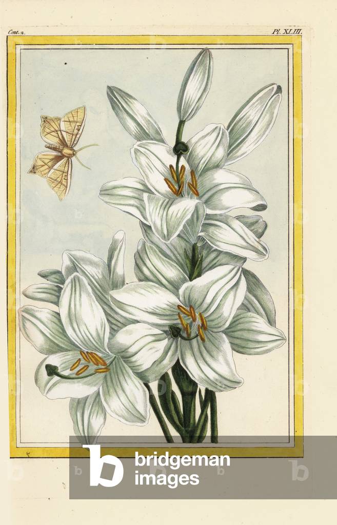 The great white lily. Madonna lily, Lilium candidum. Handcoloured etching from Pierre Joseph Buchoz 'Precious and illuminated collection of the most beautiful and curious flowers, grown both in the gardens of China and in those of Europe, Paris, 1776.