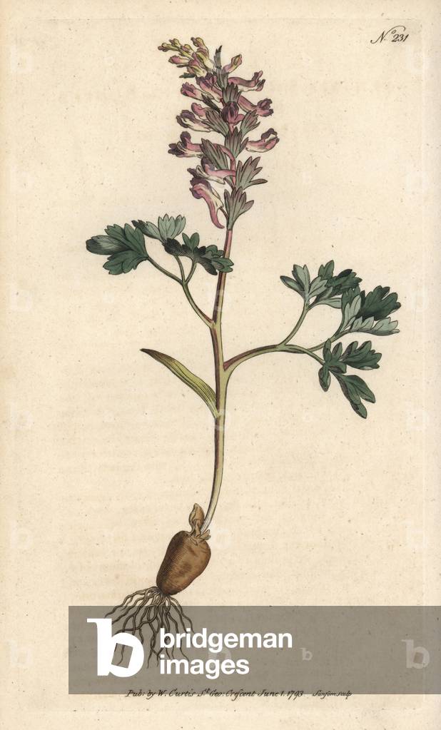 Solid bulb corydale - Fumewort, Corydalis solida (solid-rooted fumitory, Fumaria solida). Handcoloured copperplate engraving by Sansom from William Curtis' Botanical Magazine, London, 1793.