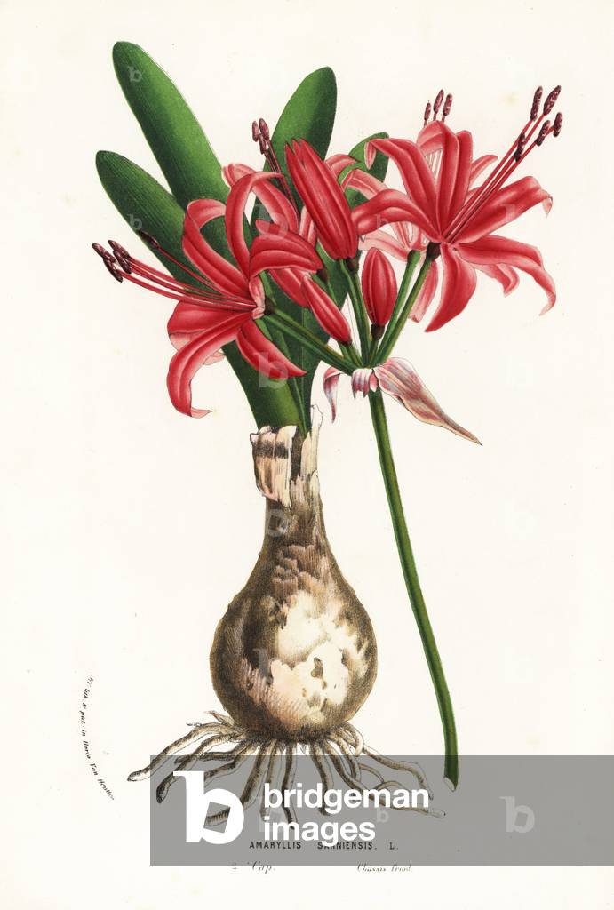 Guernsey lily, Nerine sarniensis (Amaryllis sarniensis). Cape, South Africa. Handcoloured lithograph from Louis van Houtte and Charles Lemaire's Flowers of the Gardens and Hothouses of Europe, Flore des Serres et des Jardins de l'Europe, Ghent, Belgium, 1856.